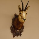 Gams Gamskopf Gamshaupt Gemse Bronzemedaille CIC 101,3 IP HL 24,1 cm Kopf Präparat Haupt Schild