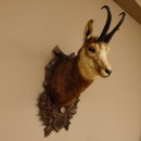 Gams Gamskopf Gamshaupt Gemse Bronzemedaille CIC 101,3 IP HL 24,1 cm Kopf Präparat Haupt Schild