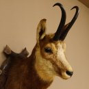 Gams Gamskopf Gamshaupt Gemse Bronzemedaille CIC 101,3 IP HL 24,1 cm Kopf Präparat Haupt Schild