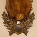 Gams Gamskopf Gamshaupt Gemse Bronzemedaille CIC 101,3 IP HL 24,1 cm Kopf Präparat Haupt Schild