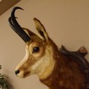 Gams Gamskopf Gamshaupt Gemse Bronzemedaille CIC 101,3 IP HL 24,1 cm Kopf Präparat Haupt Schild