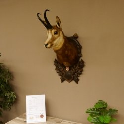 Gams Gamskopf Gamshaupt Gemse Bronzemedaille CIC 101,3 IP HL 24,1 cm Kopf Präparat Haupt Schild