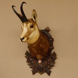 Gams Gamskopf Gamshaupt Gemse Bronzemedaille CIC 101,3 IP HL 24,1 cm Kopf Präparat Haupt Schild