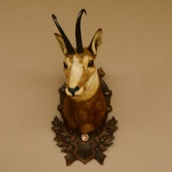 Gams Gamskopf Gamshaupt Gemse Bronzemedaille CIC 101,3 IP HL 24,1 cm Kopf Präparat Haupt Schild