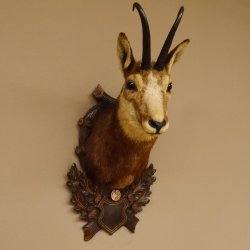 Gams Gamskopf Gamshaupt Gemse Bronzemedaille CIC 101,3 IP HL 24,1 cm Kopf Präparat Haupt Schild