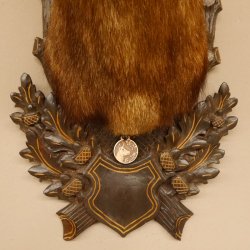 Gams Gamskopf Gamshaupt Gemse Bronzemedaille CIC 101,3 IP HL 24,1 cm Kopf Präparat Haupt Schild