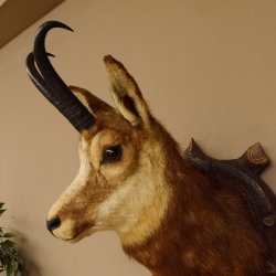 Gams Gamskopf Gamshaupt Gemse Bronzemedaille CIC 101,3 IP HL 24,1 cm Kopf Präparat Haupt Schild