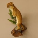 Hermelin Wiesel Sommer Fell Präparat Höhe 26 cm...