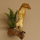 Hermelin Wiesel Sommer Fell Präparat Höhe 26 cm...