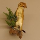 Hermelin Wiesel Sommer Fell Präparat Höhe 26 cm Tierpräparat 89.2.86