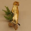 Hermelin Wiesel Sommer Fell Präparat Höhe 26 cm Tierpräparat 89.2.86