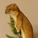 Hermelin Wiesel Sommer Fell Präparat Höhe 26 cm Tierpräparat 89.2.86