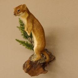 Hermelin Wiesel Sommer Fell Präparat Höhe 26 cm Tierpräparat 89.2.86