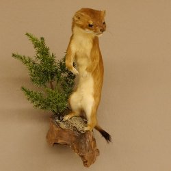 Hermelin Wiesel Sommer Fell Präparat Höhe 26 cm Tierpräparat 89.2.86