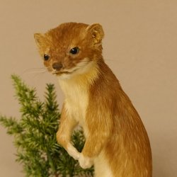 Hermelin Wiesel Sommer Fell Präparat Höhe 26 cm Tierpräparat 89.2.86