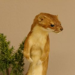 Hermelin Wiesel Sommer Fell Präparat Höhe 26 cm Tierpräparat 89.2.86