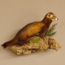 large polecat preparation height 12.99 inch prepared on...