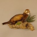 large polecat preparation height 12.99 inch prepared on branch taxidermy decoration #89.4.42