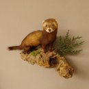 large polecat preparation height 12.99 inch prepared on branch taxidermy decoration #89.4.42