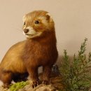 large polecat preparation height 12.99 inch prepared on branch taxidermy decoration #89.4.42