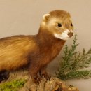 large polecat preparation height 12.99 inch prepared on branch taxidermy decoration #89.4.42