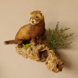 large polecat preparation height 12.99 inch prepared on branch taxidermy decoration #89.4.42