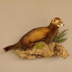 large polecat preparation height 12.99 inch prepared on branch taxidermy decoration #89.4.42