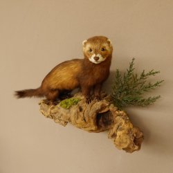 large polecat preparation height 12.99 inch prepared on branch taxidermy decoration #89.4.42
