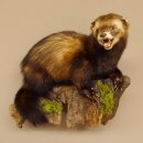 large polecat preparation height 12.99 inch prepared on...