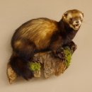 Iltis Tier Präparat Höhe 30 cm offener Fang auf Holzstamm Tierpräparat 89.4.77