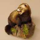 Iltis Tier Präparat Höhe 30 cm offener Fang auf Holzstamm Tierpräparat 89.4.77