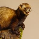 Iltis Tier Präparat Höhe 30 cm offener Fang auf Holzstamm Tierpräparat 89.4.77