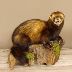 Iltis Tier Präparat Höhe 30 cm offener Fang auf Holzstamm Tierpräparat 89.4.77