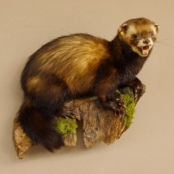 Iltis Tier Präparat Höhe 30 cm offener Fang auf Holzstamm Tierpräparat 89.4.77