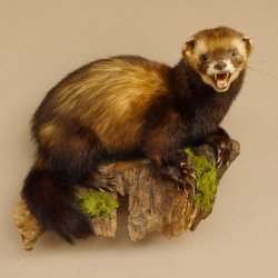 Iltis Tier Präparat Höhe 30 cm offener Fang auf Holzstamm Tierpräparat 89.4.77