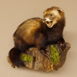 Iltis Tier Präparat Höhe 30 cm offener Fang auf Holzstamm Tierpräparat 89.4.77