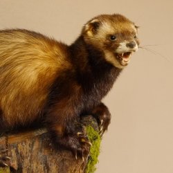 Iltis Tier Präparat Höhe 30 cm offener Fang auf Holzstamm Tierpräparat 89.4.77