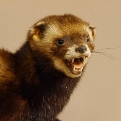 Iltis Tier Präparat Höhe 30 cm offener Fang auf Holzstamm Tierpräparat 89.4.77