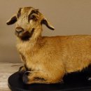 Ziege junge Zicklein Ziegenkitz liegend Präparat...