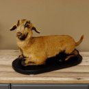 Ziege junge Zicklein Ziegenkitz liegend Präparat Höhe 28 cm Trophäe Ganzpräparat 84.13.7