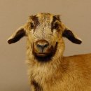 Ziege junge Zicklein Ziegenkitz liegend Präparat Höhe 28 cm Trophäe Ganzpräparat 84.13.7