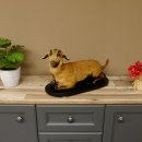 Ziege junge Zicklein Ziegenkitz liegend Präparat Höhe 28 cm Trophäe Ganzpräparat 84.13.7