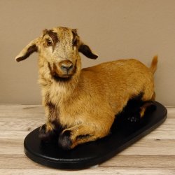 Ziege junge Zicklein Ziegenkitz liegend Präparat Höhe 28 cm Trophäe Ganzpräparat 84.13.7