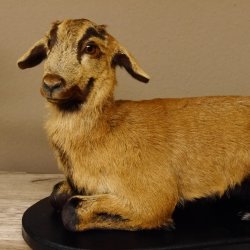 Ziege junge Zicklein Ziegenkitz liegend Präparat Höhe 28 cm Trophäe Ganzpräparat 84.13.7
