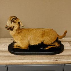 Ziege junge Zicklein Ziegenkitz liegend Präparat Höhe 28 cm Trophäe Ganzpräparat 84.13.7