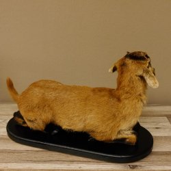 Ziege junge Zicklein Ziegenkitz liegend Präparat Höhe 28 cm Trophäe Ganzpräparat 84.13.7