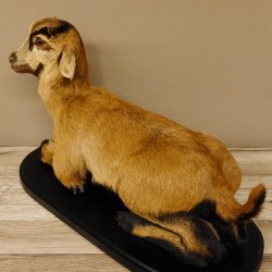 Ziege junge Zicklein Ziegenkitz liegend Präparat Höhe 28 cm Trophäe Ganzpräparat 84.13.7