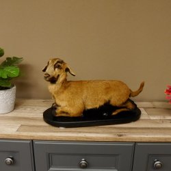 Ziege junge Zicklein Ziegenkitz liegend Präparat Höhe 28 cm Trophäe Ganzpräparat 84.13.7