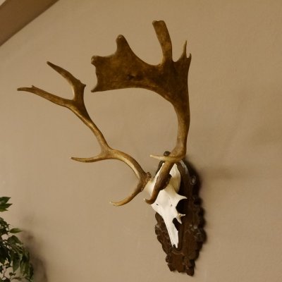 Damhirsch kleines Geweih Höhe 57 cm Dam Hirsch Hirschgeweih geschnitztem Schild 72.536