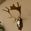 Damhirsch kleines Geweih Höhe 57 cm Dam Hirsch...